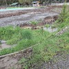 Pasto Natural