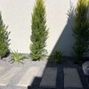 Mantener Jardín