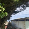 Poda Y Tala De árboles