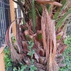 Poda Y Tala De árboles