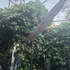 Poda Y Tala De árboles