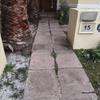Poda Y Tala De árboles