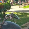 Mantener Jardín
