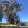 Poda Y Tala De árboles