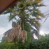 Poda Y Tala De árboles