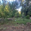Pasto Natural