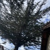 Poda Y Tala De árboles