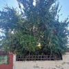 Poda Y Tala De árboles