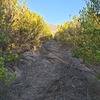 Poda Y Tala De árboles
