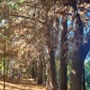 Poda Y Tala De árboles