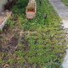 Pasto Natural