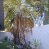 Poda Y Tala De árboles