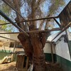 Poda Y Tala De árboles