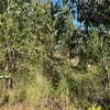 Poda Y Tala De árboles