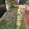 Pasto Natural