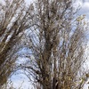 Poda Y Tala De árboles