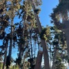 Poda Y Tala De árboles