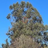Poda Y Tala De árboles