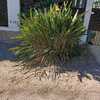 Plantar Jardín