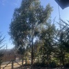 Poda Y Tala De árboles