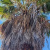Poda Y Tala De árboles