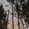 Poda Y Tala De árboles