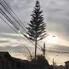 Poda Y Tala De árboles