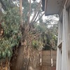 Poda Y Tala De árboles