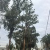 Poda Y Tala De árboles