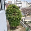 Poda Y Tala De árboles