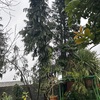 Poda Y Tala De árboles
