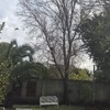 Poda Y Tala De árboles