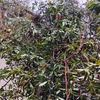 Poda Y Tala De árboles