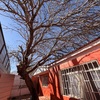 Poda Y Tala De árboles