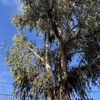 Poda Y Tala De árboles