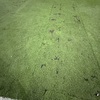 Pasto Sintético