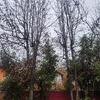 Poda Y Tala De árboles