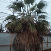 Poda Y Tala De árboles