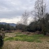 Poda Y Tala De árboles