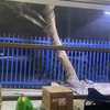 Poda Y Tala De árboles