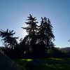 Poda Y Tala De árboles