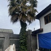 Poda Y Tala De árboles