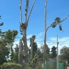 Poda Y Tala De árboles