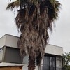 Poda Y Tala De árboles