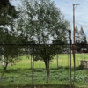 Poda Y Tala De árboles