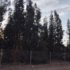 Poda Y Tala De árboles