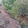 Poda Y Tala De árboles