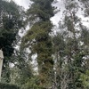 Poda Y Tala De árboles