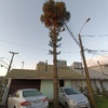 Poda Y Tala De árboles