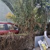 Plantar Jardín